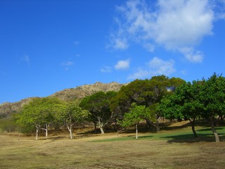 gazo