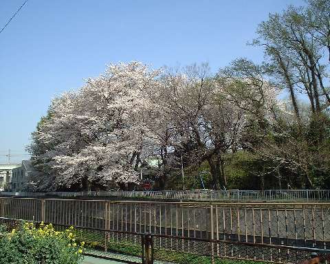 桜（１）
