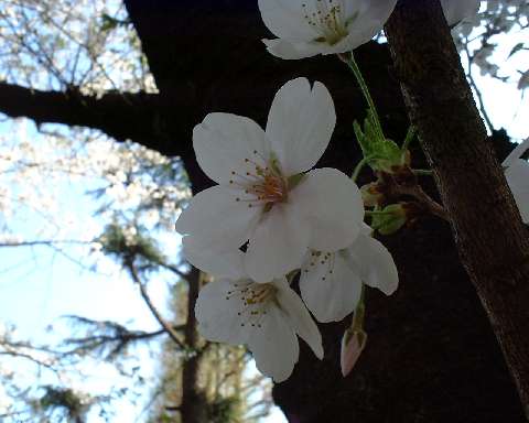 桜（３）