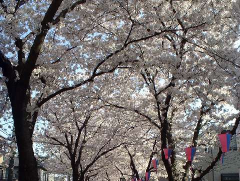 桜（４）